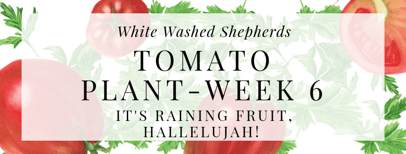 WWShepherds's tweet photo. It's Raining Fruit, Hallelujah​​! #Gardening #Fruit #Tomatoes #GSDFamily https://t.co/uta95SUCFC https://t.co/EGzo3JsJFn