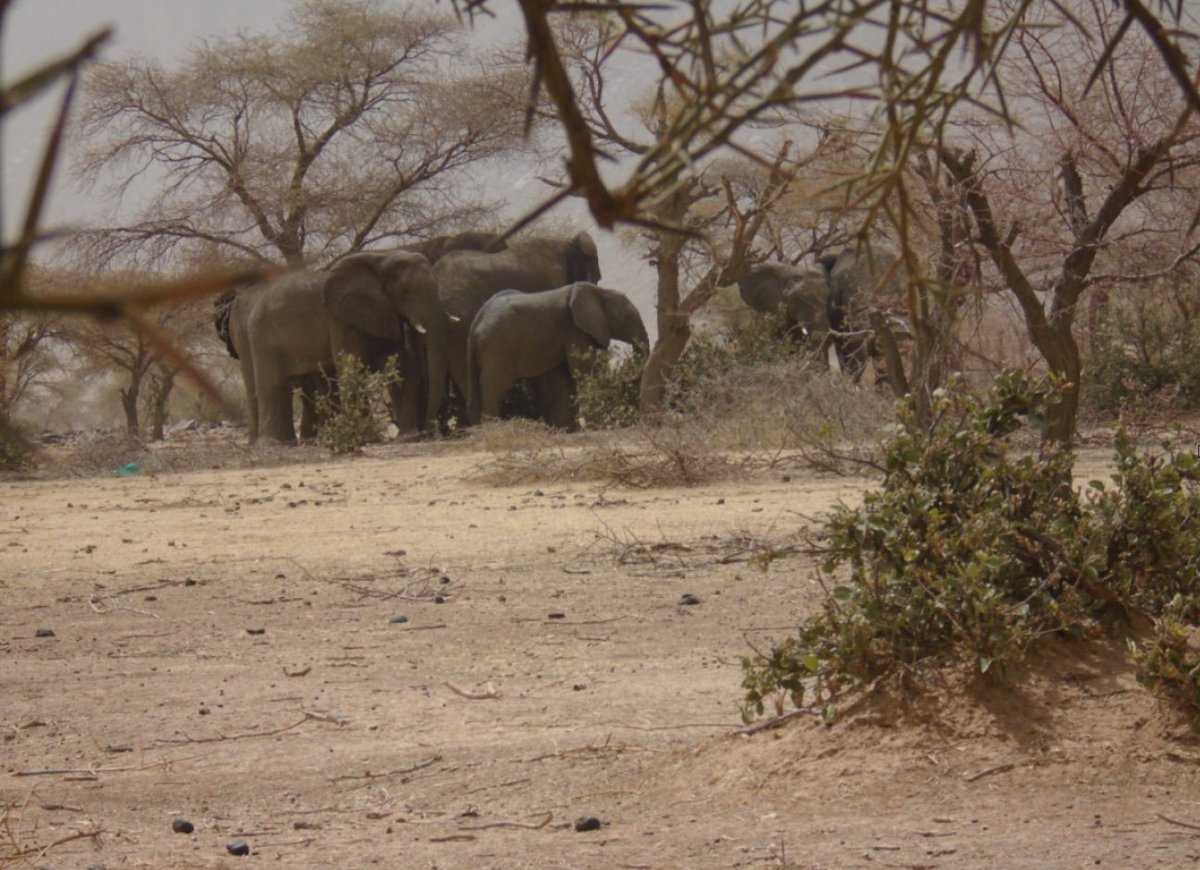 New photos from the field of the beautiful desert #elephants that we are working hard to protect in #Mali.