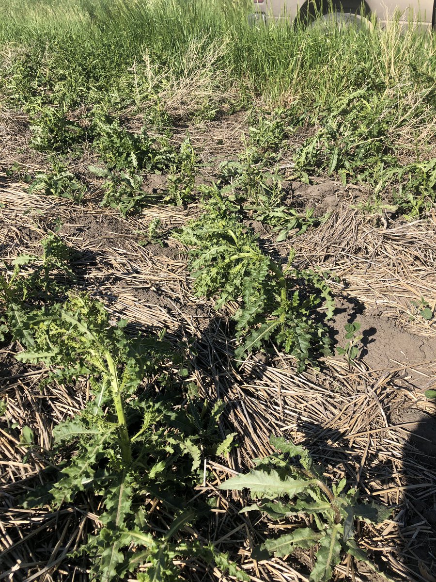 LonetreeSeed's tweet photo. 64 oz of Enlist duo 48 hours after application.  Laid down the 6-8” kochia hard.  Same for even bigger thistle.  If we have escapes we will come back and finish them off with generic liberty on the cheap! Enlist is going to be a winner fellas. https://t.co/l9HxJJol8n