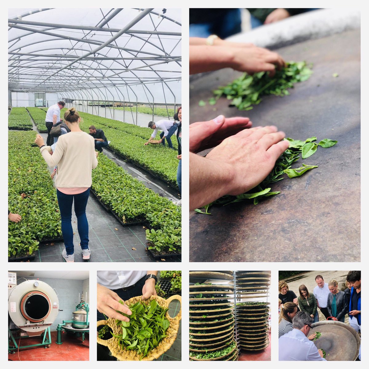 Zelf thee blaadjes plukken, kort laten drogen en na rollen en  breken, verhitten in de pan totdat de blaadjes ‘plakken’ #groenethee #axxentsignaturetea #teabyme #dutchtea #teainspirationtour2019 #specialplant