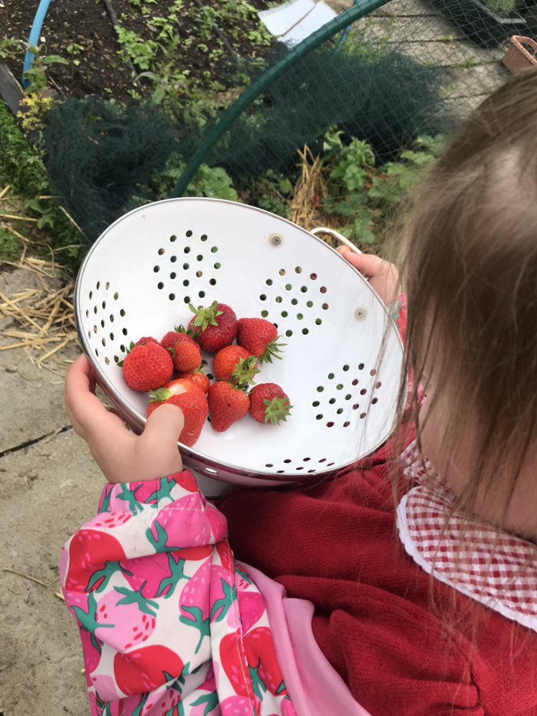 The culinary whizz that is Mrs Lees teaches our children cooking. She needs as many strawberries as possible to make strawberry ice cream for the our school fair.....we aim to please! 🍓🍦