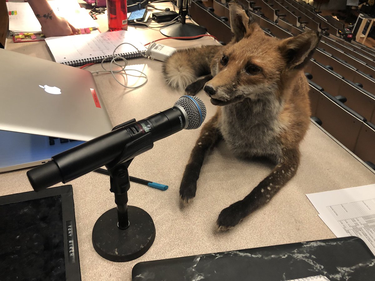 The fox is running the show at the queen elizabeth hall this week