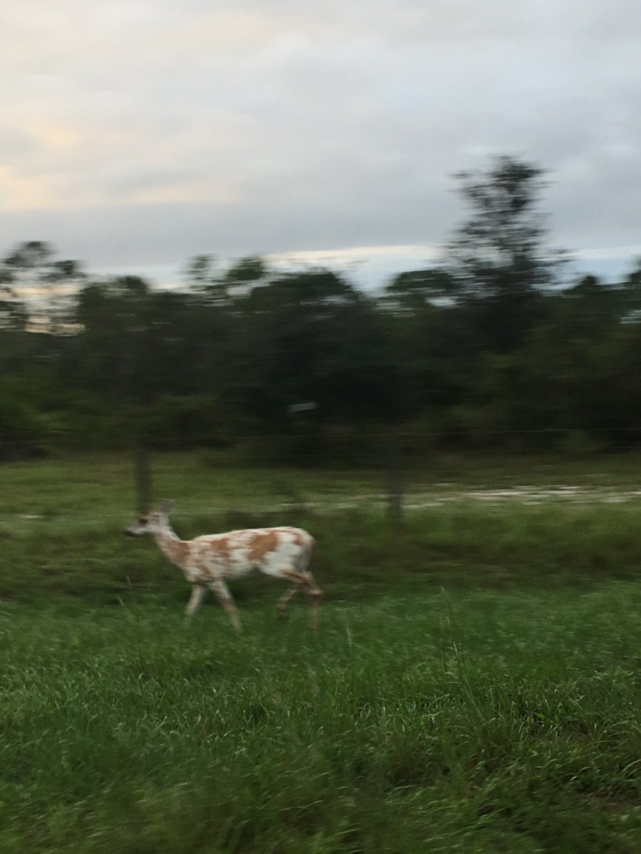 Look real close, these pictures are of an Albino deer taken yesterday morning by SRO Deputy William Hill. 
Thanks for sharing William!