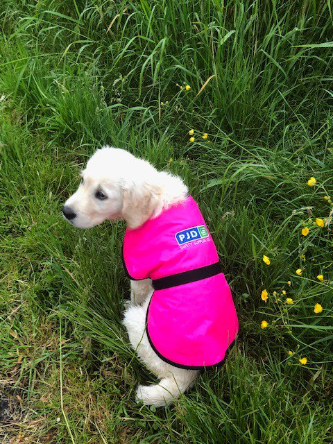 Newest member of #teamPJD &amp; significantly cuter than the rest of our staff 😜🤪

Meet Dolly Coote! She's sure not to be missed in her HiViz coat ... &amp; sure we can't have a coat in PJD without some embroidery 😃✨
#PPE #PJD