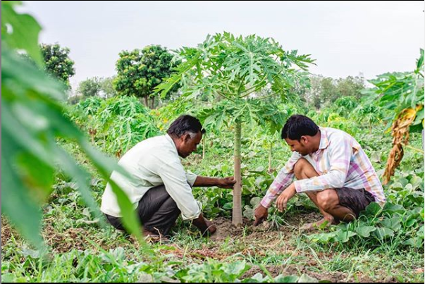 SwayamFarmer's tweet photo. “Agriculture is the most healthful, most useful and most noble employment of man.” – George Washington

#sustainableintensification #sustainabledevelopmentgoals #helpfarmers #smallfarmersbigchange #smallfarm #smallholdingdreams #nobleact #nobleactions #farmersfirst https://t.co/lqp6mAb9Ur