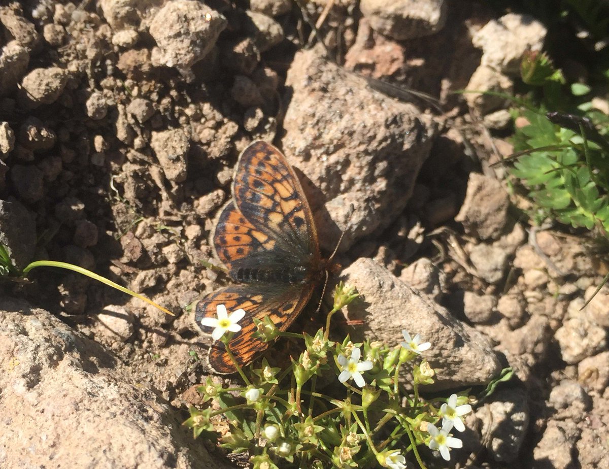 You can help pollinators with easy, simple actions - grow native plants, report your sightings or share your pollinator knowledge. How are you going to help? Build a pollinator garden? fws.gov/midwest/news/P…  #PollinatorWeek 
Photo:  Uncompahgre fritillary butterfly by USFWS