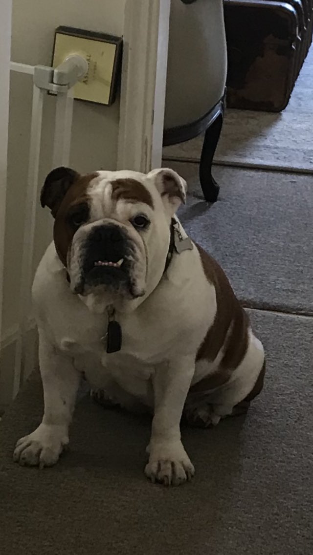Dollysocietypup's tweet photo. Just had my lunch yumyumyum I think a snooze is in order🛌📺🐶🥩hard life for a Baby Bulldog#bulldoglove #bulldogsof Twitter #nurseDolly #happyhealthybulldog #followdollysocietypup https://t.co/mJcWpmE9Rq