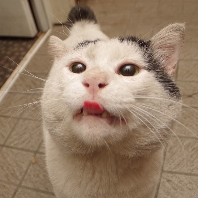kachimo's tweet photo. 夜の顔。真っ黒目。
#uchinonekora #nanakuro #nightface #夜の顔 #neko #cat #catstagram #kachimo #猫 #ねこ #うちの猫ら https://t.co/WHrZglvIPt https://t.co/vXlWSHUF9D https://t.co/E94txQyIia