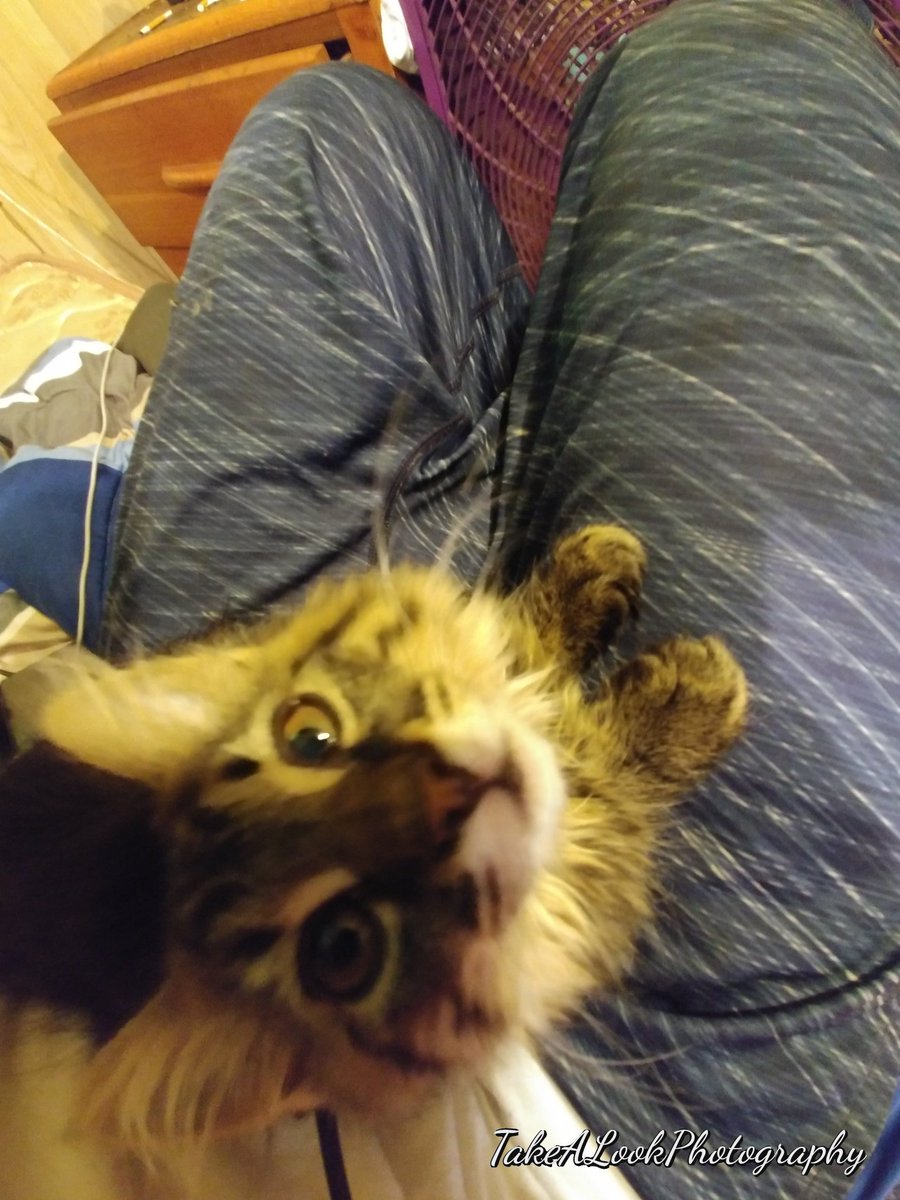 Meet my new little fuzzy #kitty 🐈! Her name is Zee-Zee, and she has a loud #purr ❤️,  and loves to sleep on my shoulders and be a be a neck warmer across my neck while I sleep. She is so freaking #adorable and #cute