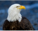 Today we celebrate the American Bald Eagle! Check out this page for some fun facts about the American Bald Eagle! 

animalfactguide.com/animal-facts/b…