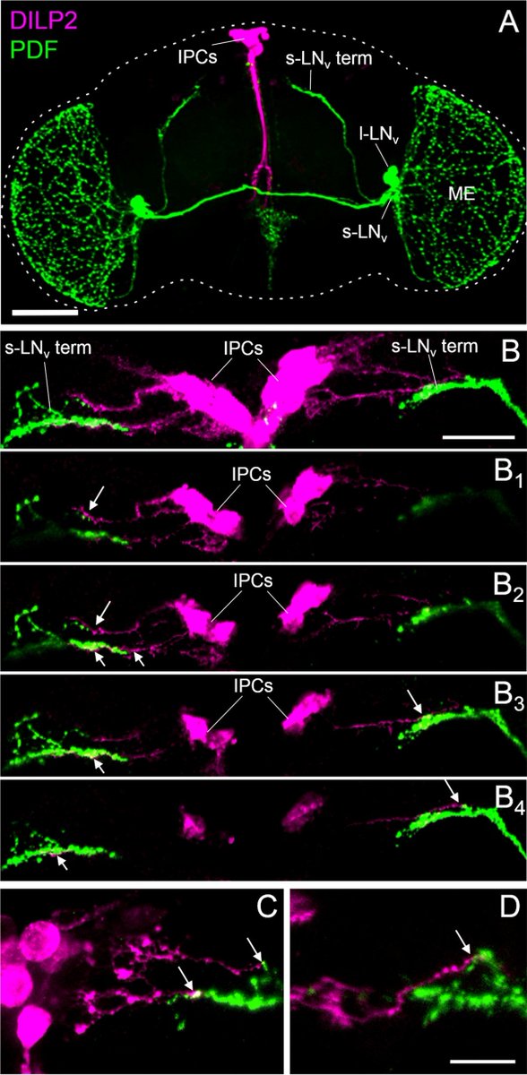 Department of Biology – University of Padova (@dibio_unipd) on Twitter photo Signals from the circadian clock trigger a mechanism that helps insects survive harsh environmental conditions. ncbi.nlm.nih.gov/pubmed/31194738, sleeprhythm.org, neurogeneticsleicester.com, <a href="/FlyNeuro/">Würzburg FlyNeurogenetics</a>, #gettingthroughthewinter, #clocksandseasons <a href="/UniPadova/">Università di Padova</a> <a href="/IlBoLive/">Il Bo Live</a> Signals from the circadian clock trigger a mechanism that helps insects survive harsh environmental conditions. ncbi.nlm.nih.gov/pubmed/31194738, sleeprhythm.org, neurogeneticsleicester.com, <a href="/FlyNeuro/">Würzburg FlyNeurogenetics</a>, #gettingthroughthewinter, #clocksandseasons <a href="/UniPadova/">Università di Padova</a> <a href="/IlBoLive/">Il Bo Live</a>