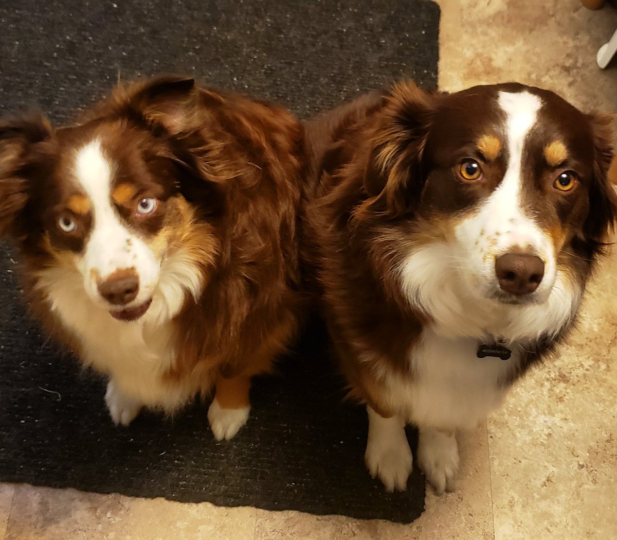 canuckclick's tweet photo. #miniaussie and #standardaussie love https://t.co/7qkUBOliKe
