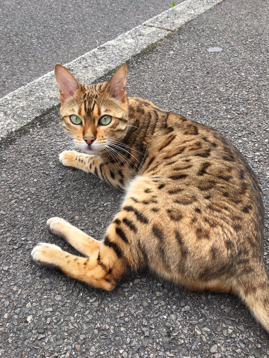 AngelicCats's tweet photo. Look at this beauty @thecatreviewer! It must have Bengal in it, and 10/10 for being the softest cat I’ve ever stroked 😻 https://t.co/t5XEMD8EdT