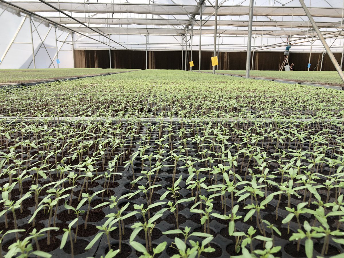 DanAlluf's tweet image. In the last two days we conducted a joint 🇮🇳🇮🇱 conference to define the way forward of the #IIAP, led by Secretary Agriculture GOI Ambassador of 🇮🇱 &amp;amp; Head of MASHAV. Action item: growing from centers of Excellence to Areas of Excellence. @IsraelinIndia @MASHAVisrael