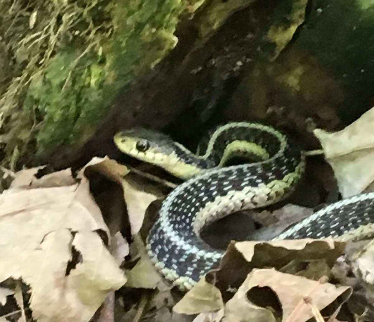 50FootPlanet's tweet photo. Caught this terrific garter #snake (on camera) during a #hike this week! Came across another who had just finished a meal but got away before I could snap a photo. #reptiles #snakes #herping https://t.co/XnFAk7DdP9