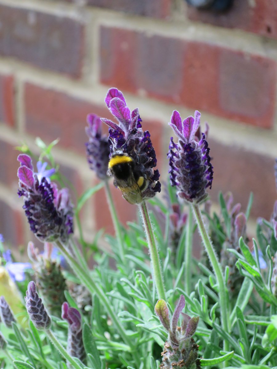 We've planted lavenders outside Wed2Be & in pots for High Street shops to help pollinators like this buff-tailed bumblebee gain nectar & pollen in the town centre @BucksBuzzing @TandCBloom #ourbloom #pollinators