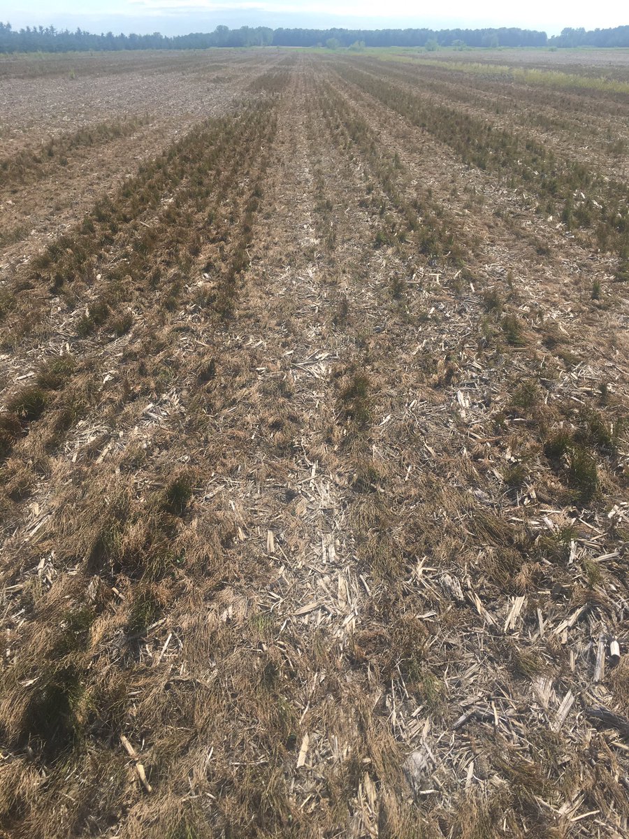 Djyaiphe's tweet photo. Roasted field horsetail in #notill #IpBeans fields #BlackHawk &amp; #AuthoritySupreme did the job again this year @NufarmCA @FMCAgCanada https://t.co/iGkeAWzLSm