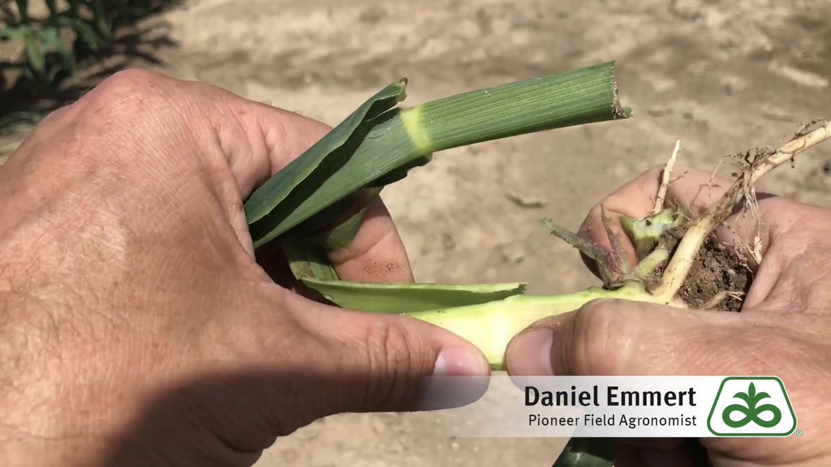DanEmmert's tweet photo. When it’s dry enough to spray again make sure your corn hasn’t grown past the labelled growth stage. Better to put on drops or change products rather than risk injury to your crop this year. https://t.co/wHV990xWKR #GrowingPointAgronomy @PioneerSeeds https://t.co/dAbZcFxWAm