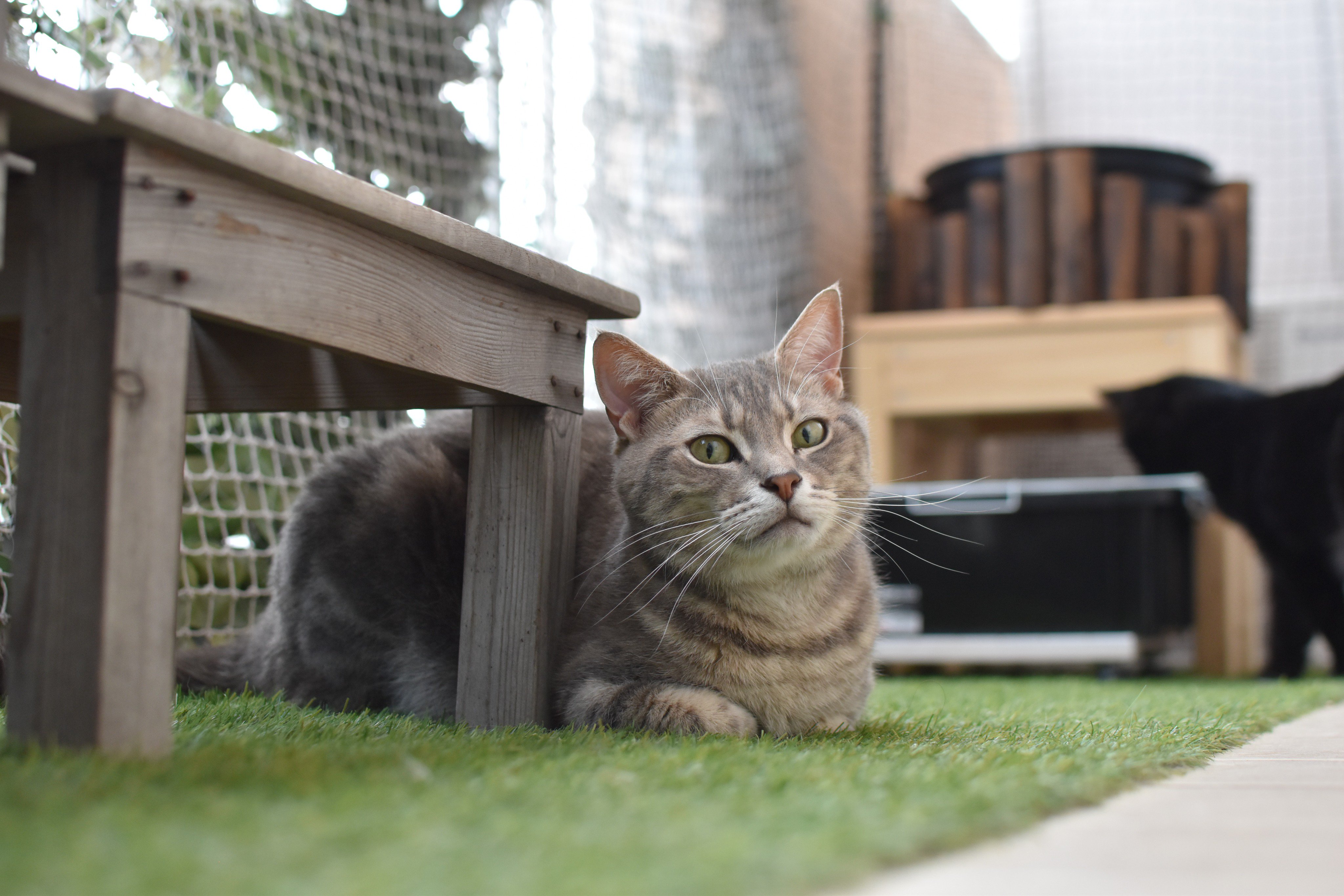 猫一眼 - Cerca / X