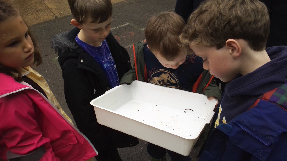 olsyear1's tweet photo. @buckscc @olsyear1 have planted a new garden outside our classroom to help the environment. We have started an insect survey to see if it has had an impact on our local ecosystem too! #olsscience #cheshaminbloom https://t.co/9DZ4xjO4Ly