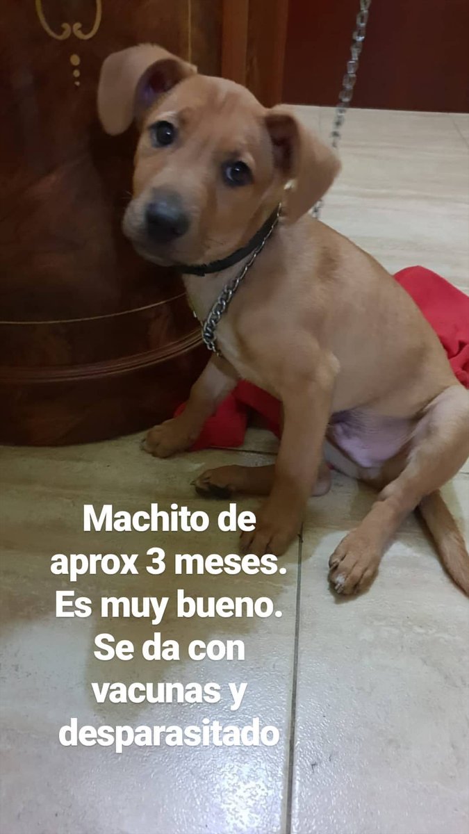 BelkaCruz's tweet photo. Nos vamos hacer cargo de este cachorro.
Su futuro era muy incierto y antes de que acabara mal.
Es un machito de aprox 3 meses. Es muy bueno, sociable.
Está en huelva capital pero puede viajar.
Se da con vacunas y desparasitado.
Tlf 638728327.
#huelva #AdopciónResponsable https://t.co/d3g4DEbuze