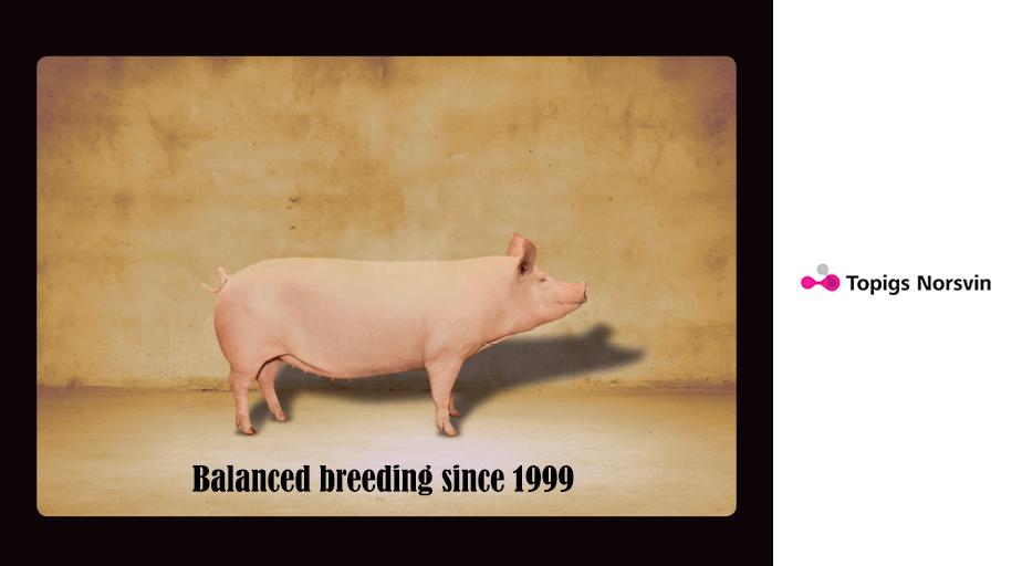 The Topigs Norsvin Breeding Program is famous because of its balanced approach since 1999. We are happy to see that the pork industry is now noticing the importance of balanced breeding.  

#BalancedBreeding #ProgressInPigs #TopigsNorsvin