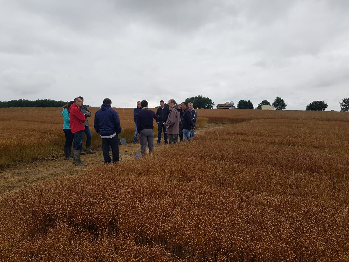 BleuBlancCoeur's tweet photo. Journée filière #lin oléagineux dans le Sud Ouest sur la commune de Gimont (Gers). Sont présents de nombreux acteurs de la filière #BleuBlancCoeur : #SemenceDeFrance, le GIE Linea, la Coopérative #Lin2000, @Valorex_, #Agromat, et les organismes stockeurs du Grand Sud Ouest https://t.co/O1RsBrDACJ