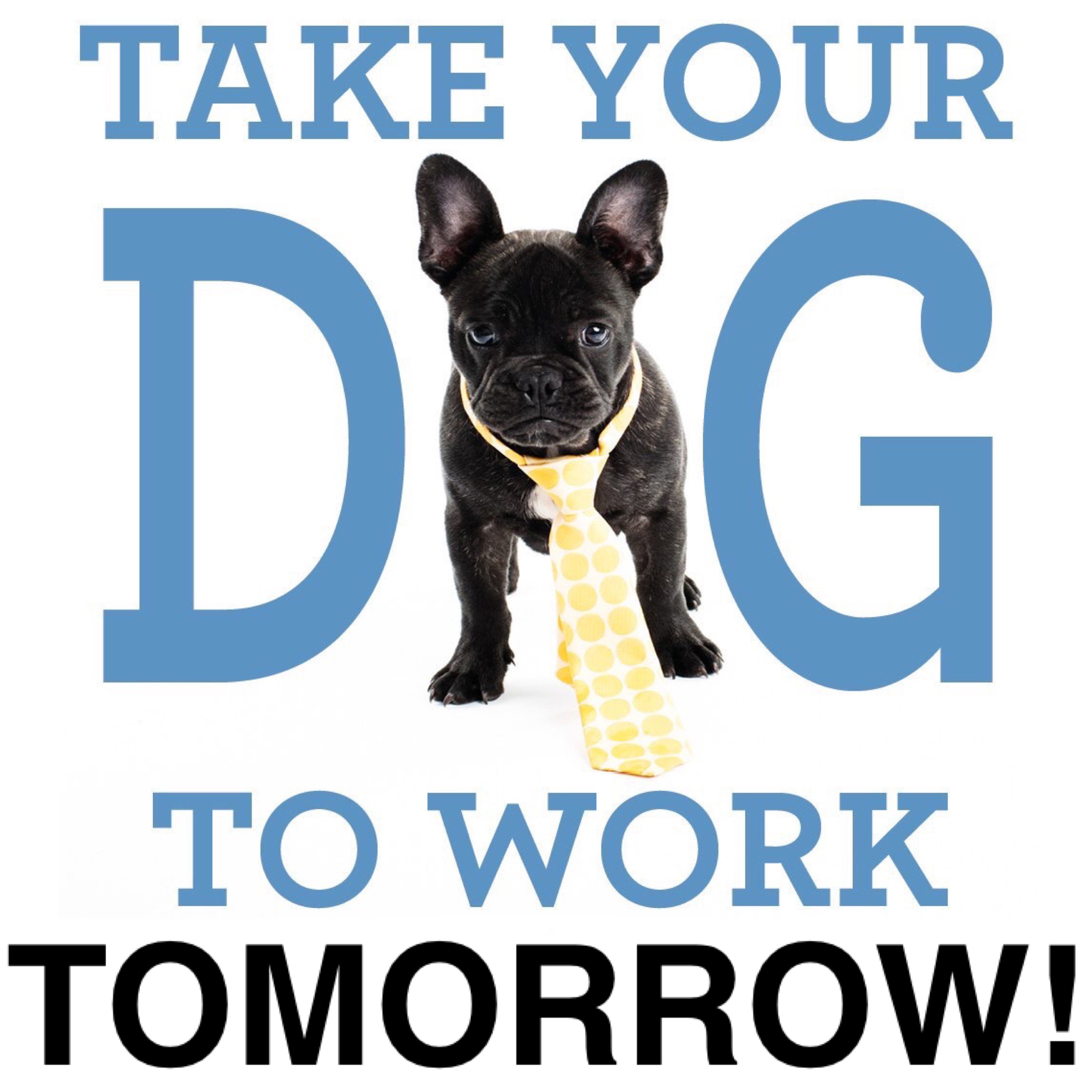 Is Tomorrow Bring Your Dog To Work Day