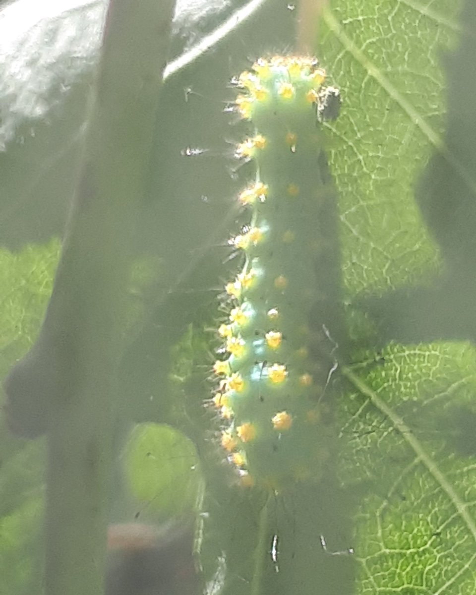 Voilà changement de couleur au bout de 2 jours et ce n'est pas fini!