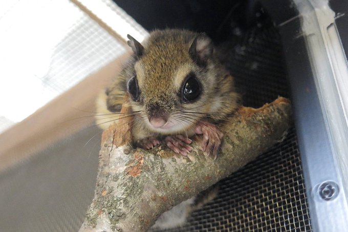 ニホンモモンガのtwitterイラスト検索結果 古い順