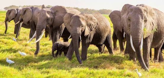 aViewFromaHill's tweet photo. Without drastical measures in #conservation of our #naturalworld, these images will be a faint memory in future. For our children it will only be an image of something they have never experienced. #choosewisely #SaveEnvironmentToSaveLives https://t.co/bLhvwrFQw9