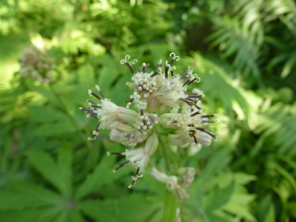 Hanamama 破れ傘 ヤブレガサ