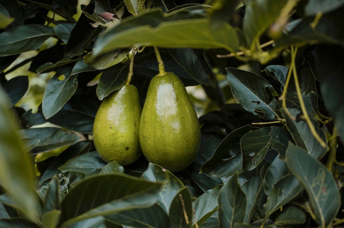 ‼️⚠️#Recall on an #Avocado product sold at Albertsons, Safeway, Safeway Community Markets, Carrs-Safeway, Eagle, Lucky, Pak N Save, Pavilions, and more due to possible #Listeria #contamination. Read more here: citrobio.com/blogs/attentio…