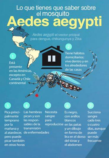 ¿#Sabíasque la hora de mayor actividad del mosquito, y por tanto de riesgo para las picaduras, es temprano en la mañana y al atardecer? #CombateAedes #SaludParaTodos 🇨🇺
