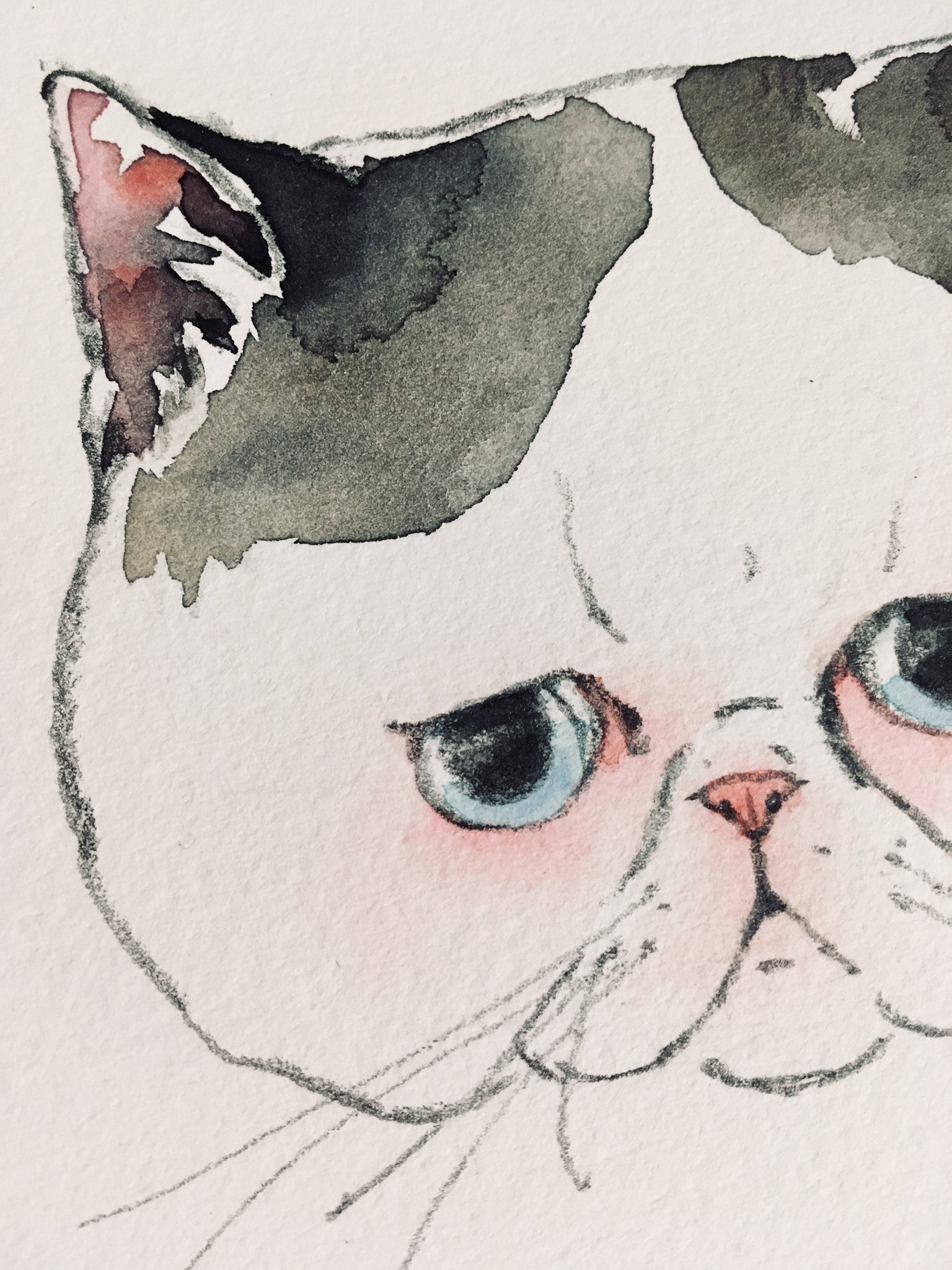 Twitter 上的 保坂有美 お気に入りができた 進捗 水彩画 エキゾチックショートヘア 猫イラスト 猫 イラスト T Co Chhbg9heoy Twitter Twitter 上的 保坂有美 お気に入りができた 進捗 水彩画 エキゾチックショートヘア 猫イラスト 猫 イラスト T Co Chhbg9heoy Twitter