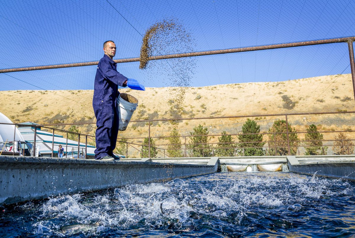 TroutlodgeInc's tweet photo. We have partnered with an innovative start-up, GenetiRate, to test a new technology measuring feed conversion rate based on metabolic rates. Learn more https://t.co/qoV0CZI8qa https://t.co/oUkJZGXLgA