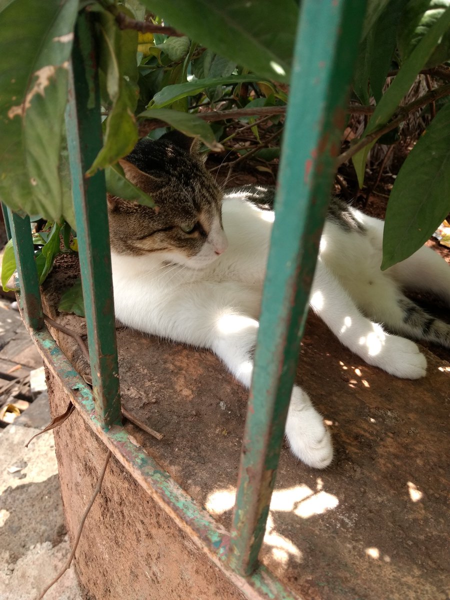   #CattosOfNarimanPoint