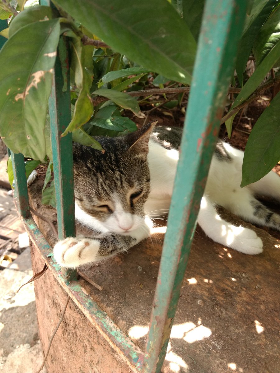   #CattosOfNarimanPoint