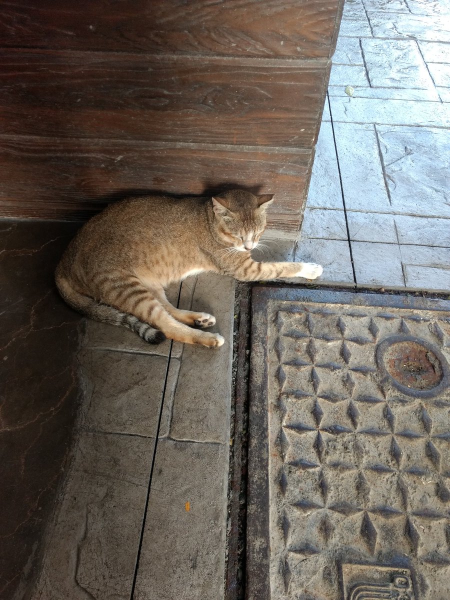 Napping chonky   #CattosOfNarimanPoint