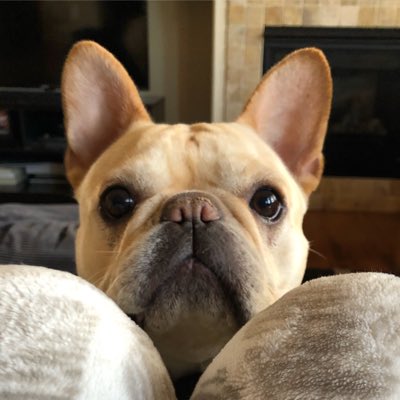 GhostFrenchie's tweet photo. #NewProfilePic https://t.co/Q6qr1Cp5s4