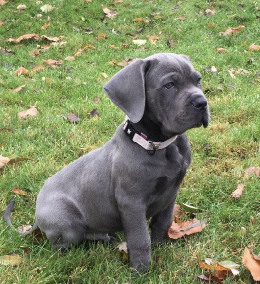 en_gibson's tweet photo. Quel air sérieux à 3 mois !!! #CanCorso #doglovers #chiot https://t.co/EpiH7kEDXT