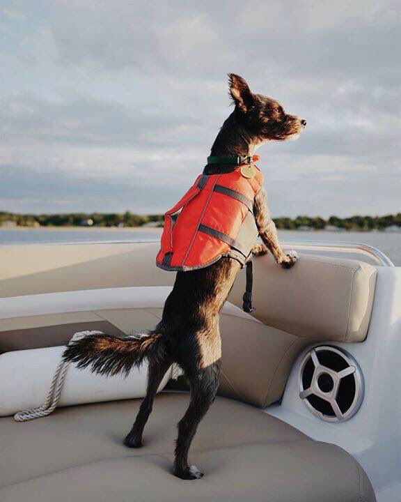 STLBoatShow's tweet photo. Boating is better when shared with your best friends–four-legged or otherwise! https://t.co/LwRebV5Mhw