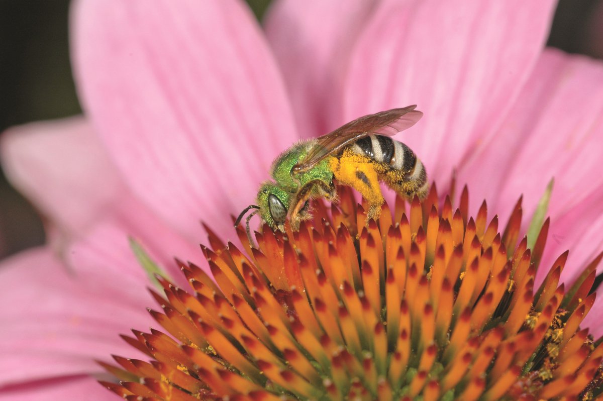 LiveGreenTO's tweet photo. Mayor Tory proclaimed June 16-22 Pollinator Week in Toronto! Join the Pollinator Party at the Withrow Park Farmers Market this Sat June 22. Stop by the #livegreento tent. https://t.co/wrCw36Y5Oh
#PollinateTO https://t.co/sOpXjQTnFt