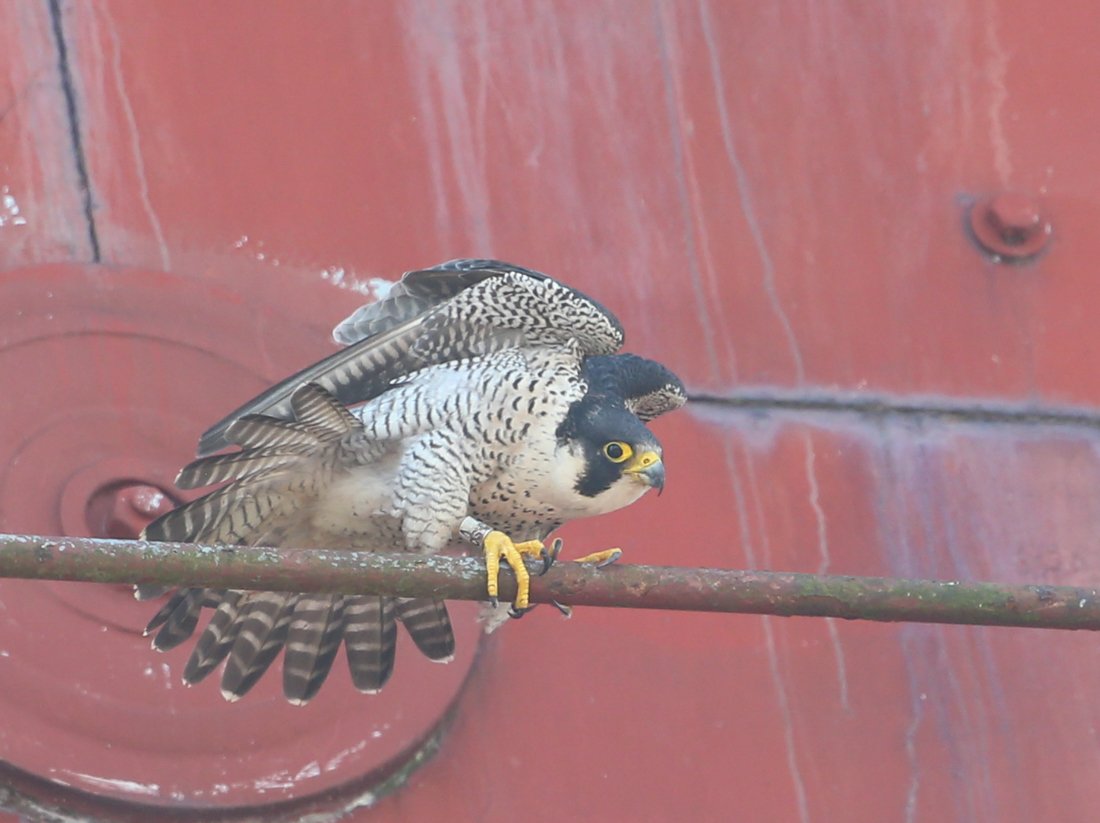 Sean Nixon On Twitter Adult Female Peregrine And The Trio