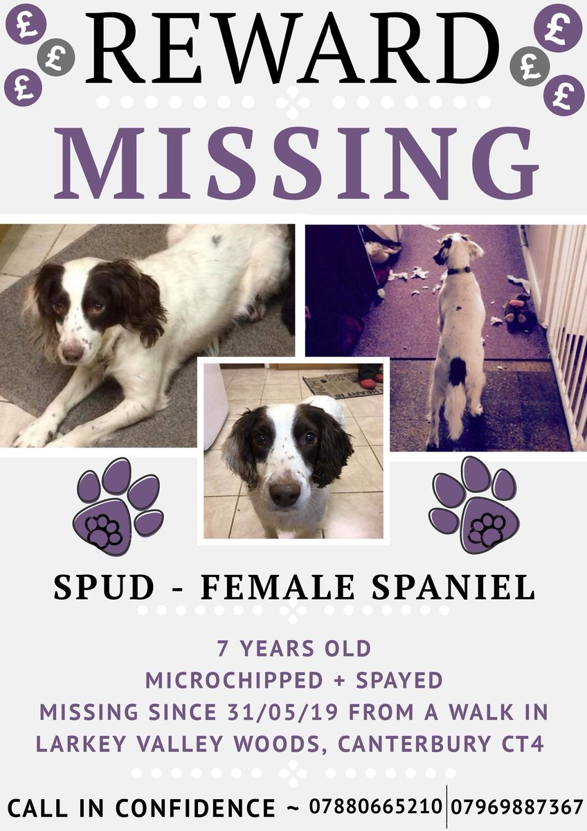 ObieGet's tweet photo. Spud has been #missing since 31/05/19 following a walk in Larkey Valley Woods in #Canterbury, CT4. There has been no sightings of her since! She is Microchipped and Spayed. It would be a big help if anyone local to the area could put some posters up.
Let's Get Spud Home 🐾❤️ https://t.co/XrvFUWzZMU