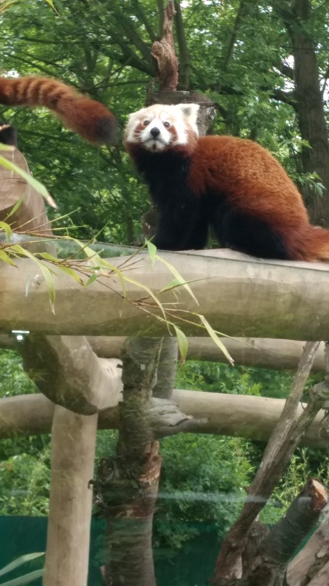 Ram_eses's tweet photo. my phone's yelling at me to 'rediscover this day 2 yrs ago' so here's some red panda shots from Birmingham Wildlife Conservation Park because everyone deserves some cute/derpy bears in their eyeballs today https://t.co/wTi8bWkhKL