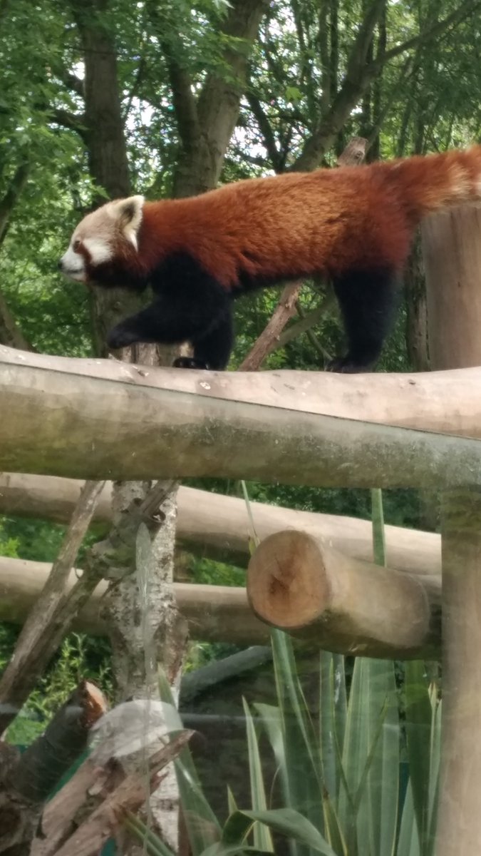 Ram_eses's tweet photo. my phone's yelling at me to 'rediscover this day 2 yrs ago' so here's some red panda shots from Birmingham Wildlife Conservation Park because everyone deserves some cute/derpy bears in their eyeballs today https://t.co/wTi8bWkhKL