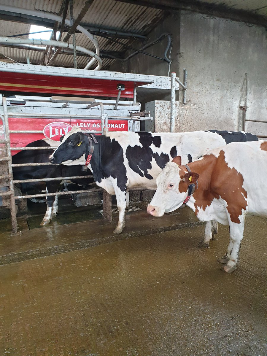 LelyCenterMTown's tweet photo. Ladies moooving smoothly through a recently installed A5 Lely Astronaut next to an established A4 in Co. Kerry #teamdairy #futureprofitability #innovation https://t.co/Hu2Sc8Vkmq