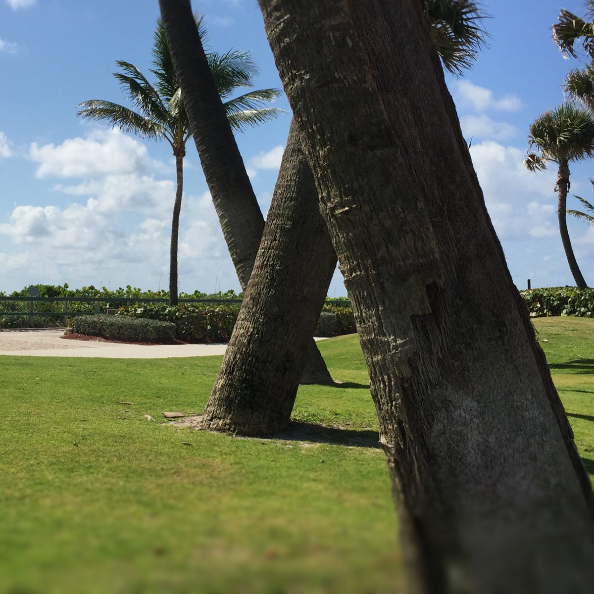 Soaking up the #Tropical #Views, #Sun, and #Breeze. #327RoyalPalm is your #PersonalParadise.🌴 

#luxuryliving #luxuryhome #inspiredliving #bocaraton