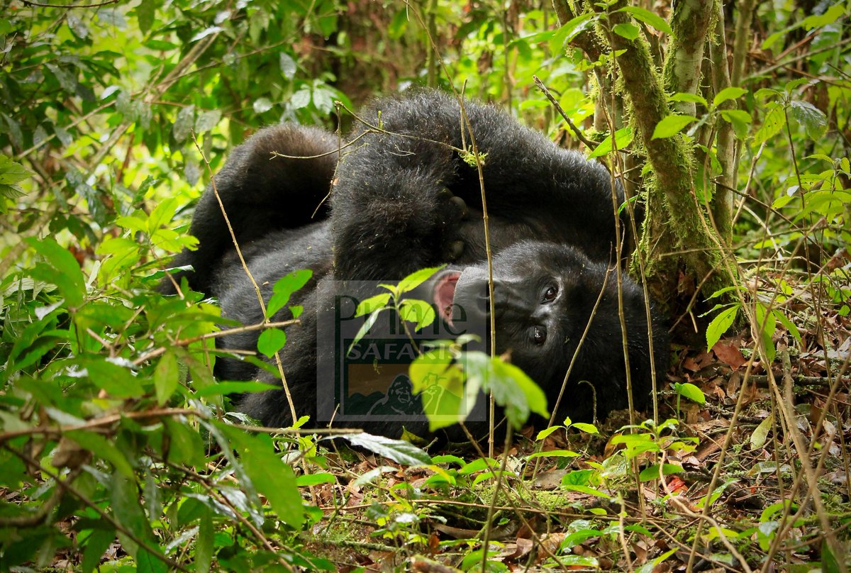 rwanda_gorillas's tweet photo. Tailored Rwanda Gorilla Safaris &amp; Tours in Africa take you for mountain Gorilla trekking in Rwanda Volcanoes &amp; Wildlife tours in Rwanda. 
https://t.co/43p0BgtH8U 
#GorillasafariRwanda #Rwandagorillasafari #Rwandagorillatour #GorillatourRwanda #GorillasafariinRwanda https://t.co/k6iERGQXTd